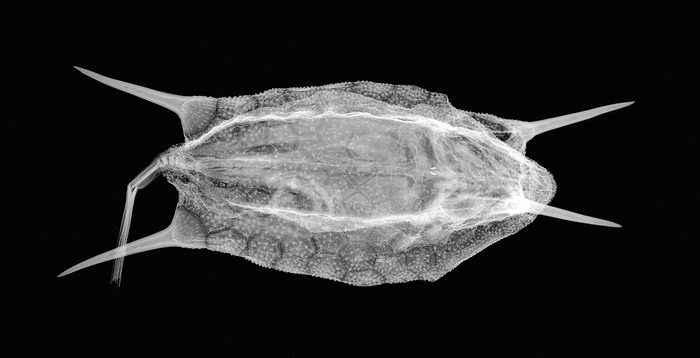 Longhorn cowfish, X ray Longhorn cowfish  Lactoria cornuta , dorsal X ray.
