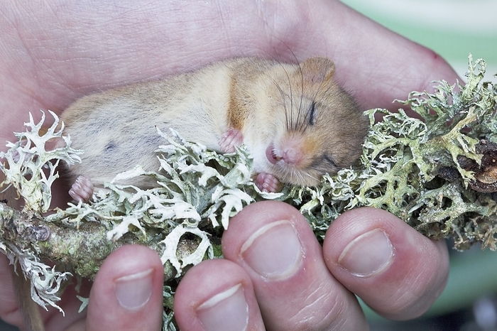 Common dormouse anaesthetised in a researcher s hand Common dormouse  Muscardinus avellanarius  anaesthetised in a researcher s hand. The dormouse will have a microchip placed in its skin to aid research monitoring. This work is part of a research project at the North Wales Wildlife Trust in conjunction with a research team from Chester Zoo. Photographed in 2014, in Denbigh, Denbighshire, UK.