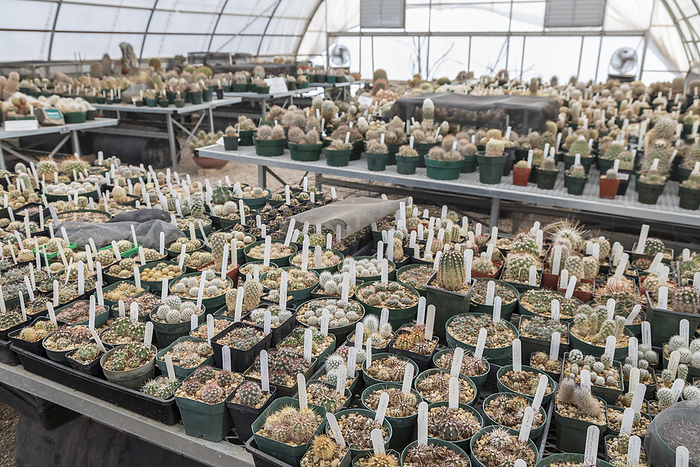 Chihuahuan Desert Research Institute, USA Chihuahuan Desert Research Institute. Cactus  family Cactaceae  plants being grown in a greenhouse at the Chihuahuan Desert Research Institute  CDRI , Fort Davis, Texas, USA. The CDRI is an independent non profit, scientific and educational organisation with a mission to promote public awareness and concern for the natural diversity of the Chihuahuan Desert. The Cactus Greenhouse Collection consists of cactus species from both the US and Mexican regions of the Chihuahuan Desert.