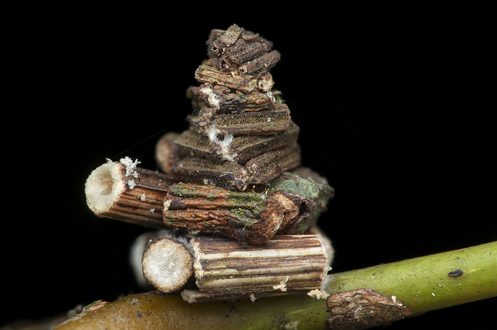 Bagworm moth larva case Bagworm moth larva. Caterpillar  larva  of a bagworm moth  family Psychidae  inside its protective case made of bits of twig. Bagworm moths are named for these cases that their larvae build to protect themselves from predators.