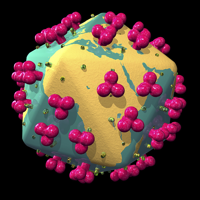 Worldwide AIDS epidemic, artwork Worldwide AIDS epidemic. Conceptual computer artwork of the Earth in the shape of the AIDS  acquired immune deficiency syndrome  virus. The shape of the Earth is that of the virus capsid  protein shell , while the protruding objects are the viral surface proteins. This image represents the worldwide spread of AIDS, particularly in Africa  centre . AIDS is caused by the human immunodeficiency virus  HIV , which has an icosahedral  20 sided  capsid. AIDS was first reported in 1981. By the 1990s, millions were infected worldwide, with infection rates and mortality rates particularly high in sub Saharan Africa. It is thought that millions more people worldwide will be infected by 2010.