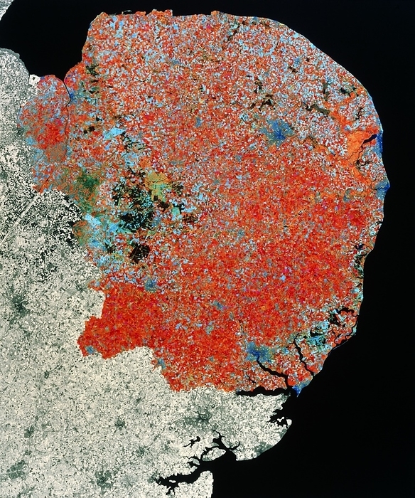 Landsat TM image of East Anglia, England False colour satellite image of East Anglia, England. The coloured portion shows two counties, Norfolk and Suffolk. Most of Suffolk  lower half  is covered by fields of cereal crops  red  and sugar beet  pink , whilst Norfolk has a higher proportion of pasture  blue . The orange area on the Norfolk coast near top right is the famous Norfolk Broads, wetland lake systems formed by peat digging about 600 years ago and now a popular tourist venue. Important towns include Norwich  dark blue, inland near top right  and Ipswich  at end of inlet in the far south . This mosaic image was made using data from the Thematic Mapper of a Landsat satellite.