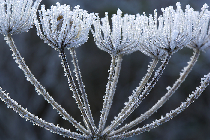 Common hogweed  Heracleum sphondylium  Common hogweed  Heracleum sphondylium  covered in frost. This plant is used in herbal medicine in the treatment of laryngitis and bronchitis. The stems, leaves and root can be eaten raw or cooked and are used as flavouring.