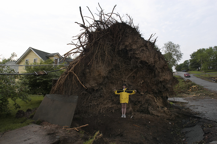 Tornado damage Tornado damage. Massive tree uprooted by a powerful tornado or twister. The woman is holding a tape measuring 0.9 metres and she is 1.6 metres tall. A tornado is a violent, rotating column of air characterised by a funnel shaped cloud. In the most severe tornadoes, winds travel at over 500 kilometres per hour, causing devastating damage. Photographed in Pierce City, Missouri, USA, after a tornado passed through the area on 4th May, 2003.