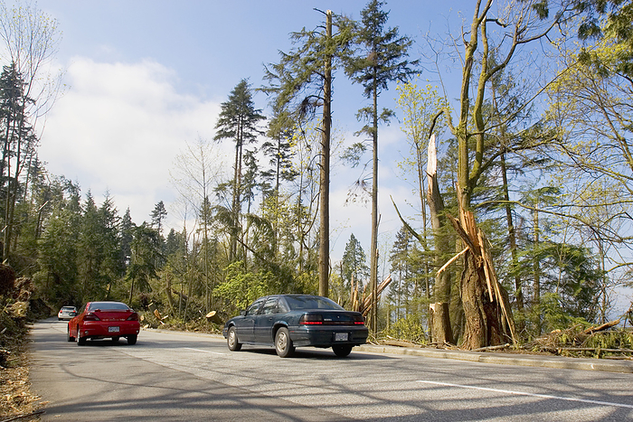 Storm damaged forest, Canada Storm damaged forest. Cars driving past fallen trees in Stanley Park, Vancouver, Canada. This damage was caused by a mid latitude cyclone that struck the park on 15 December, 2006. Wind speeds during the storm reached 71 miles per hour. The storm felled thousands of Douglas fir, western red cedar and sitka spruce trees.