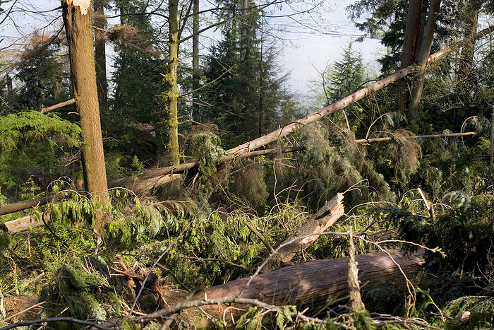 Storm damaged forest, Canada Storm damaged forest. Fallen trees in Stanley Park, Vancouver, Canada. This damage was caused by a mid latitude cyclone that struck the park on 15 December, 2006. Wind speeds during the storm reached 71 miles per hour. The storm felled thousands of Douglas fir, western red cedar and sitka spruce trees.