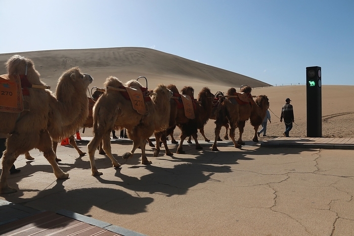 The camel team follow the traffic lights  instruction to walk in the crescent moon spring scenic area in Jiuquan,Gansu,China on 11th April, 2021 The camel team follow the traffic lights  instruction to walk in the crescent moon spring scenic area in Jiuquan,Gansu,China on 11th April, 2021. Photo by TPG cnsphotos 