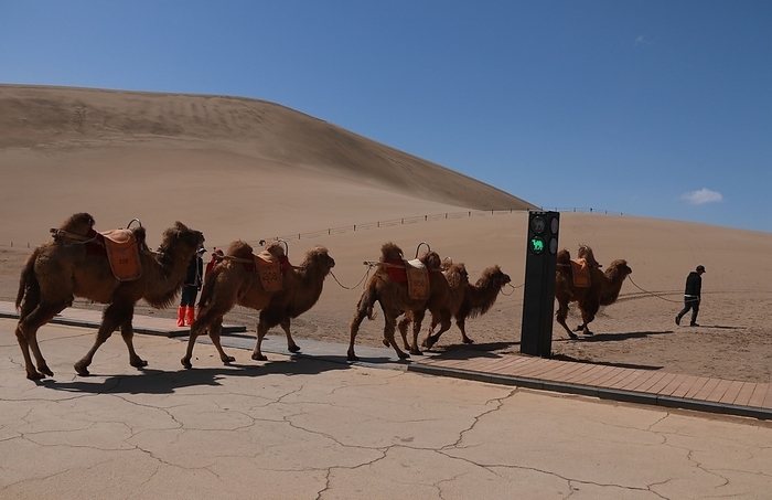 The camel team follow the traffic lights  instruction to walk in the crescent moon spring scenic area in Jiuquan,Gansu,China on 11th April, 2021 The camel team follow the traffic lights  instruction to walk in the crescent moon spring scenic area in Jiuquan,Gansu,China on 11th April, 2021. Photo by TPG cnsphotos 