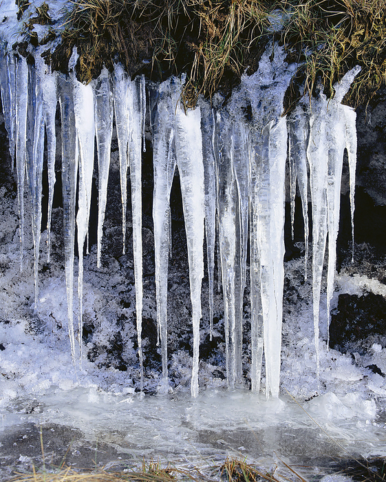 Icicles Icicles on an overhanging river bank. Photographed in the Pennines, Derbyshire, England.
