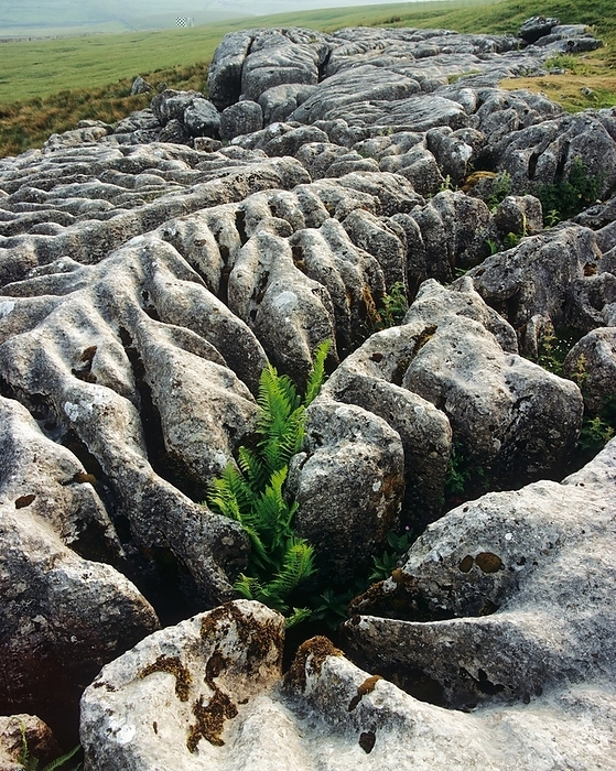 Limestone pavement Limestone pavement. Close up of ferns growing amongst the clints  slabs  and grikes  fissures  of a limestone pavement. Limestone pavements are natural land forms that resemble an artificial pavement. Limestone pavements are created when an advancing glacier scrapes away the earth covering limestone and retreats exposing the flat, bare, limestone surface. Limestone is slightly soluble in water, so water draining along joints and cracks in the limestone can produce slabs called clints and deep fissures called grikes  grykes , which can resemble man made paving stones. Photographed at Runscar Scar, Yorkshire Dales, UK.