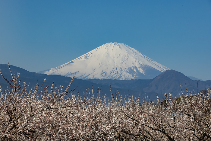 Umegorin and Mt. Odawara City, Kanagawa Pref. Fuji seen from Soga Plum Grove
