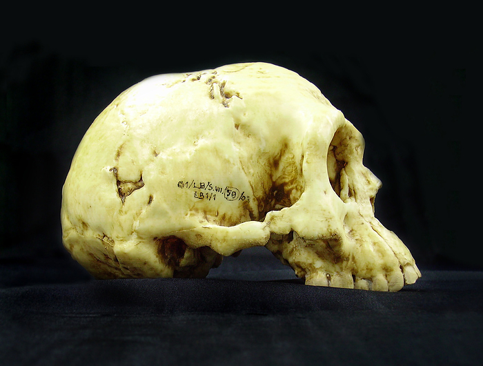 Homo floresiensis skull Homo floresiensis skull, side view. This skull was found in 2003 in the Liang Bua cave on the island of Flores, Indonesia. H. floresiensis is thought to have become extinct 12,000 years ago, and so co existed with modern humans  Homo sapiens . It was a small hominid, measuring just over a metre tall and with a very small brain. It is thought that it was a descendant of H. erectus that underwent island dwarfism, a process where isolated species that lack predators and are constrained by limited resources evolve to become smaller.