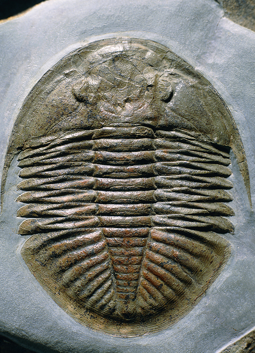 Trilobite, Ogyginus Fossil trilobite, Ogyginus corndensis corndensis  Murchison , from the Ordovician period  500 to 435 million years ago , found in the Lower Llanvirn sediments, Builth Wells inlier, Powys, Wales. Slight differences can be seen between this specimen and that shown in E442 136: it has been suggested that this could be an example of sexual dimorphism. The trilobites are an extinct group of marine arthropods, which were distributed throughout the prehistoric oceans. Most trilobites lived on the sea bottom, although some burrowed in sediment and a few were swimmers.