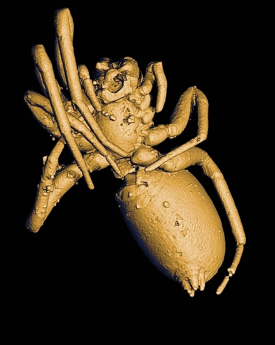 Prehistoric spider, 3 D CT scan Prehistoric spider, coloured 3 D computed tomography  CT  image. This model of a prehistoric spider  class Arachnida  is based on a specimen that was found trapped in 100 million year old opaque amber  fossilised conifer plant resin  from the Charente Maritime region in France. The amber was X rayed at the European Synchrotron Radiation Facility  ESRF  in Grenoble, France. The X rays produced here are one thousand billion times brighter than hospital X rays. The sample was scanned at multiple angles to create virtual  slices  which were reconstructed into 3 D computer models. The spider measures 6millimetres in length.