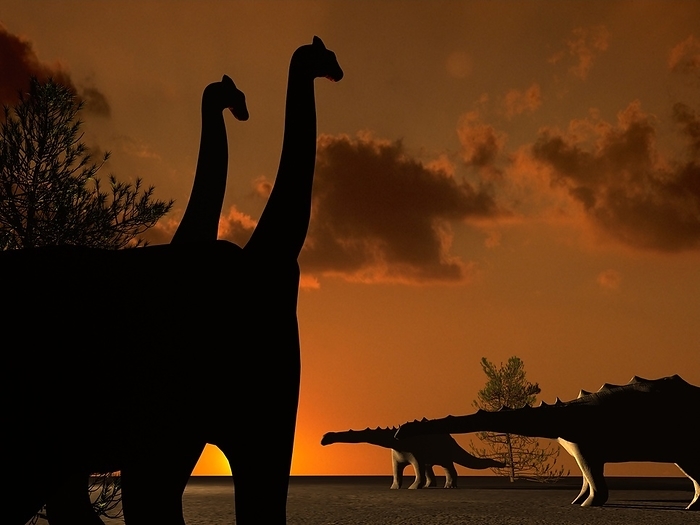 Sauropod dinosaurs Brachiosaurus and Diplodocus dinosaurs, computer artwork. These are both sauropod dinosaurs, enormous herbivores with long necks and tails. Brachiosaurus held its neck nearly vertically, and was the tallest dinosaur, standing up to 16 metres tall. Diplodocus held its neck horizontally. It is thought that Brachiosaurus fed on the high leaves of trees, as giraffes do today, while Diplodocus fed on lower plants. These dinosaurs inhabited what is now North America in the late Jurassic period, between 155 and 145 million years ago. It is thought that sauropod dinosaurs lived in herds, although a fully grown adult would have had little to fear from predators.