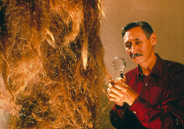 Scientist examines the hair of a woolly mammoth Examining mammoth hair. Scientist Professor P. Lazarev holds a magnifying glass to the well  preserved hair on the posterior limb of a woolly mammoth Mammuthus primigenius. The specimen is 13,000 years old. Thick  woolly   hair reached up to 90 centimetres in length. It served to insulate the animal to its cold climate, together with a 9 centimetre layer of fat beneath the skin. Well  preserved tissue like this is due to mammoth remains being deep frozen in permafrost. Some specimens are so intact to enable research to be conducted on internal body organs and DNA genetic material, to study the lifestyle of mammoths. 
