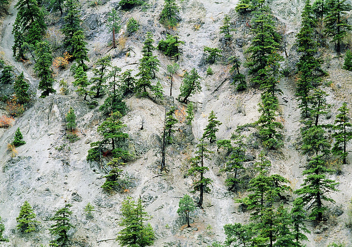 Severe canyon erosion due to overgrazing Canyon erosion. Severe erosion of the sides of a canyon due to overgrazing by cattle. The cattle s destruction of much of the stabilising vegetation has resulted in soil loss and the creation of deep gullies by later rainfall. Only coniferous trees now remain on the canyon s sides. Photographed in Nicola River Canyon, British Columbia, Canada.