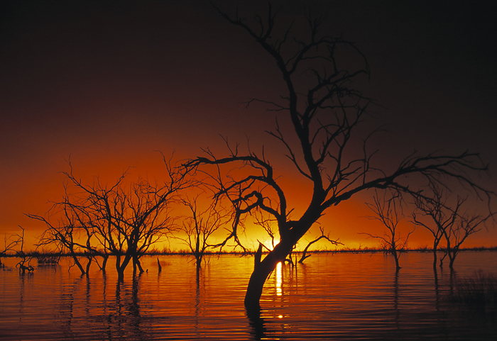 Drowned trees at sunset Drowned trees at sunset. Trees being submerged by the slowly rising waters of a lake created by the damming of a river. Photographed in 1998, south of Broken Hill, New South Wales, Australia.