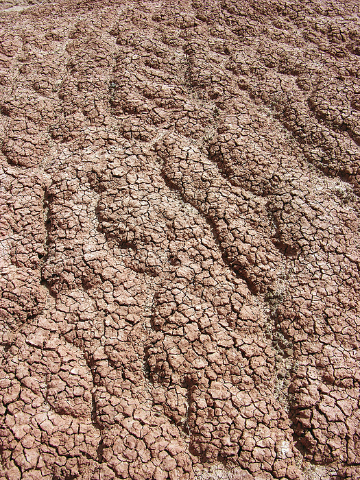 Dried mud Dried mud in a desert. The uneven surface is caused by run off during sudden rain showers. Photographed in Arizona, USA.