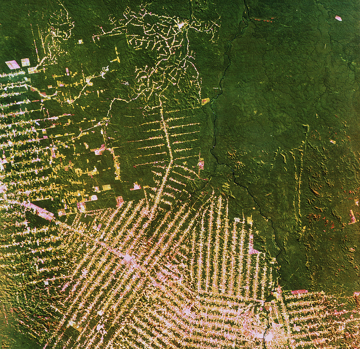 Deforestation in Brazil, from space Deforestation in Brazil. False colour Landsat image of deforestation in Brazil. The colours have been chosen to highlight the destruction of the rain forest: the dark green of the natural forest contrasts the pale green and pinks of levelled forest. The linear, branching pattern to the loss of the forest is typical of the region. Loss of the rain forest in South America is one of the major environmental concerns. Its role as a carbon dioxide sink and moderator of climate is under threat, as is its position as home for thousands of unique species of animals, plants and insects.
