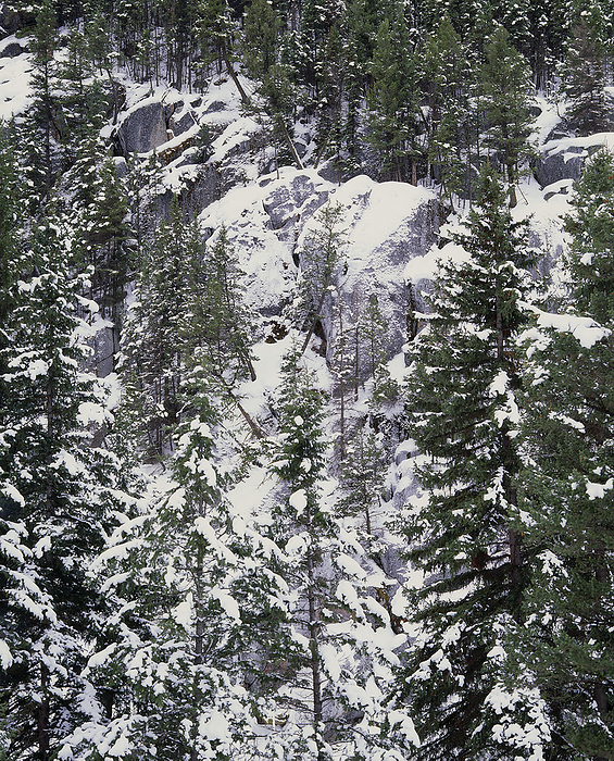 Snow covered conifer woodland Forest in winter. Snow covered conifers in the Lamar Valley, Yellowstone Park, USA.