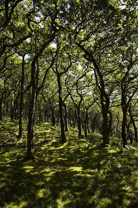 Woodland Woodland. The species of tree found here are ash  Fraxinus sp. , hazel  Corylus sp.  beech  Fagus sp.  and sycamore  Acer sp. . Photographed in summer, in the East Lyn Valley, Exmoor, Somerset, UK.