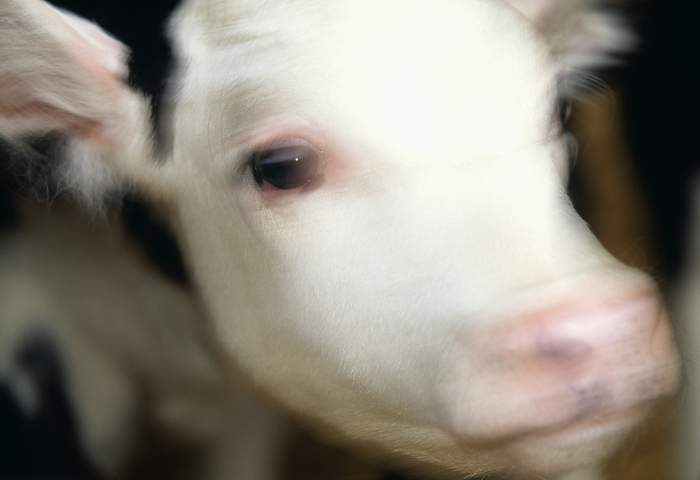 Calf Calf. Blurred head of a young dairy cow  Bos taurus . This image could be used to illustrate  mad cow disease    bovine spongiform encephalopathy, BSE . 
