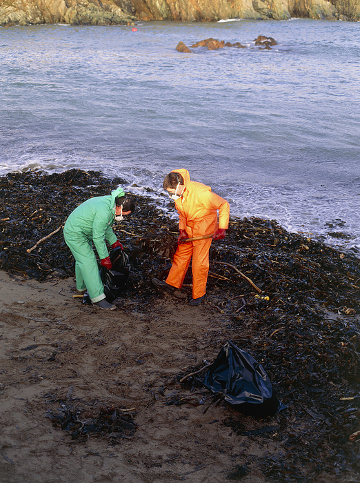 Workers clearing oil covered kelp, Shetland 1993 Shetland oil spill. Council workers clearing oil  covered kelp from the west coast of Shetland. The oil came from the tanker MV Braer, which ran aground in Quendale Bay, Shetland Islands, during bad weather in January 1993. About 80,000 tonnes of light crude oil spilt into the sea forming a large slick. Continuing storms, sometimes reaching hurricane force, hampered pollution control and recovery operations. The local marine ecosystem, particularly seal and salmon populations, was severely affected.