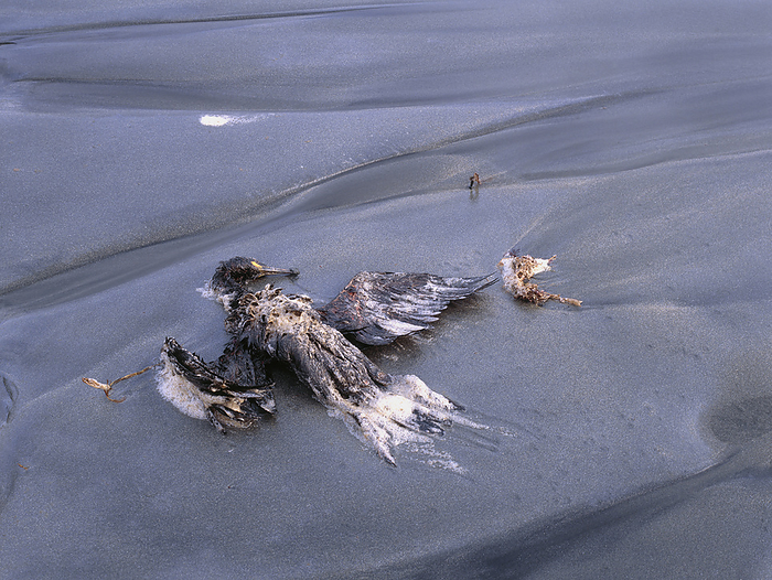 Dead oil covered bird on beach Shetland oil spill. A dead cormorant  Phalacrocorax sp.  washed ashore on a beach in Shetland. The bird was killed by oil spilt from the tanker MV Braer, which ran aground in Quendale Bay, Shetland Islands, during bad weather in January 1993. About 80,000 tonnes of light crude oil spilt into the sea forming a large slick. Continuing storms, sometimes reaching hurricane force, hampered pollution control and recovery operations. The local marine ecosystem, seal and salmon populations as well as birds, was severely affected.