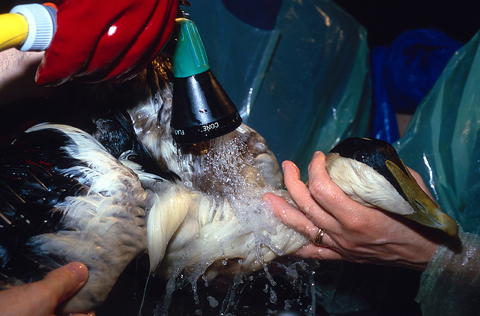 Oiled seabird being cleaned Oiled seabird being cleaned. Guillemot  Uria aalge  being cleaned at an animal rescue centre after an oil spill. Seabirds covered in oil will die from hypothermia as the oil destroys their waterproofing, and from poisoning as they attempt to groom their feathers. Handling by humans during the cleaning process can cause fatal levels of stress, but before automated washing methods can be used, a meticulous manual cleaning of the head and a brief manual cleaning of the body has to be performed. Warm, soapy water is used to remove the oil. This bird was rescued following the wreck of the oil tanker Erika in 1999 off the coast of Brittany, France. Photographed in Nantes, France.