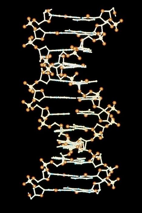 Computer graphic of beta DNA, ball   stick model DNA. Computer graphic representation of a part of a strand of the beta form of deoxyribonucleic acid  DNA . A DNA molecule is composed of two interwound complimentary strands twisted into a helical shape, the famous  double helix . Each strand alternates a sugar group with a phosphate group. The two strands are cross linked by pairs of bases, of which there are four types. Each pair of bases is linked by hydrogen bonds. The key to DNA s ability to replicate is that base pairing is specific: adenine always bonds with thymine and guanine always to cytosine.