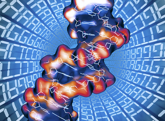 DNA molecule DNA molecule. Computer artwork of a DNA  deoxyribonucleic acid  double helix surrounded by letters representing the genetic code. The helix molecule contains the code, which controls and transmits an organism s hereditary traits. The helix is composed of two twisting strands  orange purple  of sugar phosphate molecules, linked by complementary pairs of nucleotide bases. The molecular structure of these groups can be seen superimposed onto the helix. There are four types of nucleotide base  adenine  A , guanine  G , cytosine  C  and thymine  T . The sequence of base pairs, arranged in discrete segments known as genes, determines the genetic code.