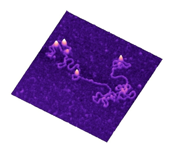 DNA plasmid and enzymes, AFM DNA plasmid and enzymes. Coloured 3 D atomic force micrograph of an opened pRH3 plasmid  mauve  of DNA  deoxyribonucleic acid  bound to EcoKI restriction modification enzymes  bright peaks . A plasmid is a loop of DNA that can replicate and express genes in a cell independently of the cell s chromosomal DNA. They can be used in genetic engineering to introduce new genes to cells. EcoKI is an enzyme that recognises and breaks up foreign DNA in E. coli bacteria, as a defence against pathogenic viruses. Atomic force microscopes make an image by moving a sensitive probe over a surface. Magnification: x63,000 at 6x7cm size.