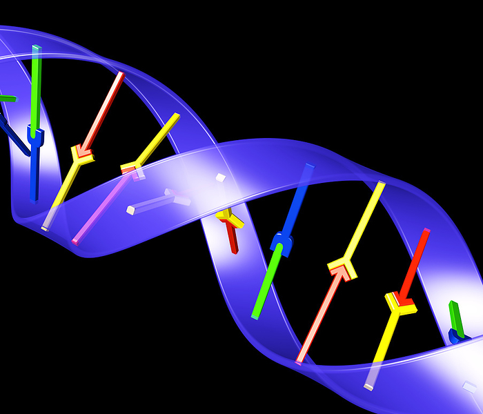 DNA DNA, computer artwork. DNA  deoxyribonucleic acid  consists of two strands  blue purple  of sugar phosphates forming a double helix  spiral . The strands are held together by interactions between each strand s nucleotide bases  coloured rods . Although there are four types of nucleotide base, only two base pairings are usually possible  here, blue green and red yellow : adenine bonds to thymine, and cytosine bonds to guanine. This means each DNA strand is a reversed copy of the other, a vital part of DNA replication. The base sequence along the molecule is the inherited genetic code that controls growth and development. DNA, found in all living things, is stored in cell nuclei.