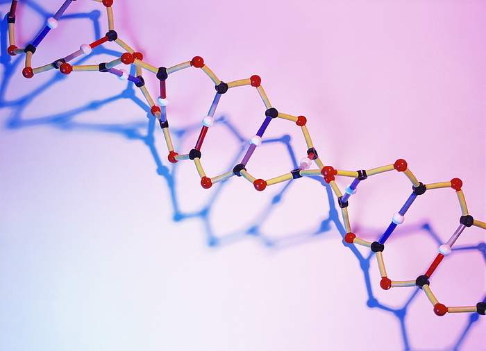 DNA model DNA. Conceptual model of deoxyribonucleic acid  DNA , the molecule that is the template for life. This model shows the two intertwining backbones of DNA as chains of phosphate groups  red  and sugars  black . The cross linking bases are shown as coloured rods, with the hydrogen bonds that bind them depicted as white spheres. DNA carries the instructions necessary for the growth and development of an organism. The sequences of the bases along the chains form recipes for proteins, the building blocks of living organisms. Sequences of DNA that code for specific proteins are known as genes.