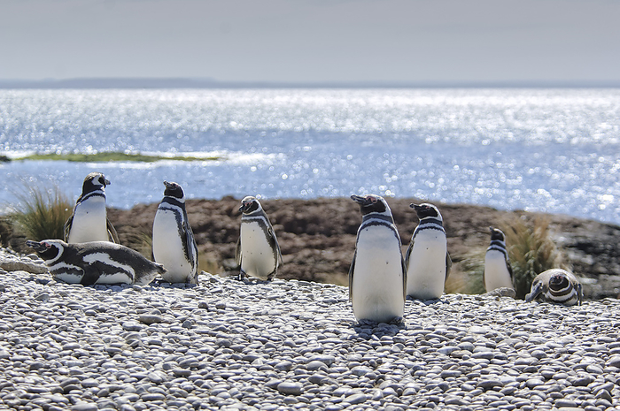 Patagonia Argentina, Patagonia, Magellanic Penguin  Spheniscus magellanicus , Area Protecta Punta Tombo. Photo by: Christian Heeb