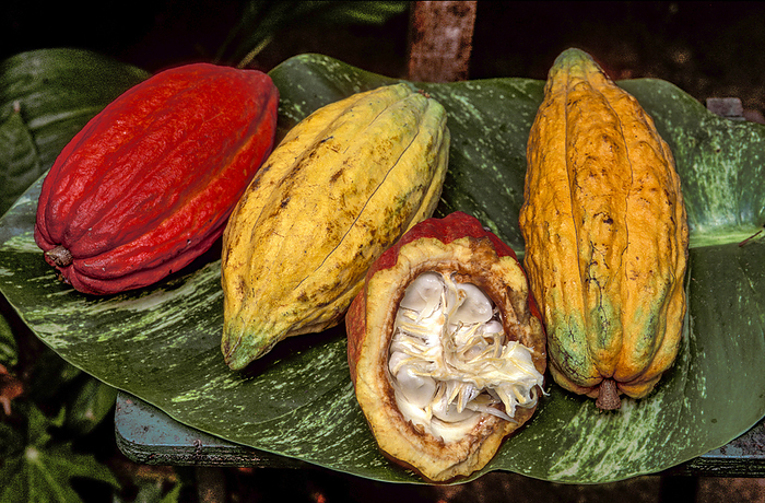 Cocoa North America, West Indies, Lesser Antilles, Caribbean, St.Lucia, Cocoa, plant, Theobroma cacao. Photo by: Christian Heeb