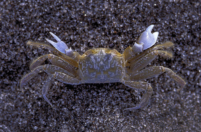 St.Lucia North America, West Indies, Lesser Antilles, Caribbean, St.Lucia, crab. Photo by: Christian Heeb