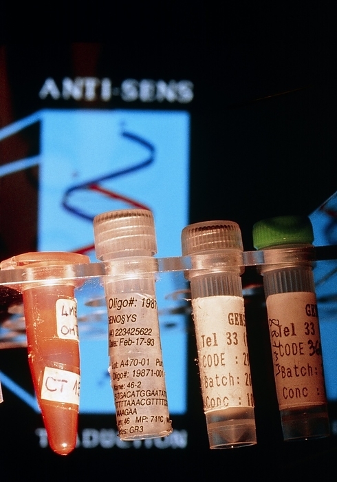 Sample tubes of oligonucleotides for DNA research Oligonucleotides. Sample tubes containing oligo  nucleotides used in DNA research. Here, the oligonucleotides are used to create  antisense   molecules. Oligonucleotides are chains of nucleo  tides: purines and pyrimidines, which are the bases which form the genetic code of DNA. Oligo  nucleotides can be used to make   antisense   mole  cules, molecules which are genetically engineered to bind to a gene on the DNA.   Antisense   can be used in gene thereapy to block a gene and prevent it from expressing itself. Oligonucleotides may also be used in PCR  Polymerase Chain Reaction  research to clone fragments of DNA. 