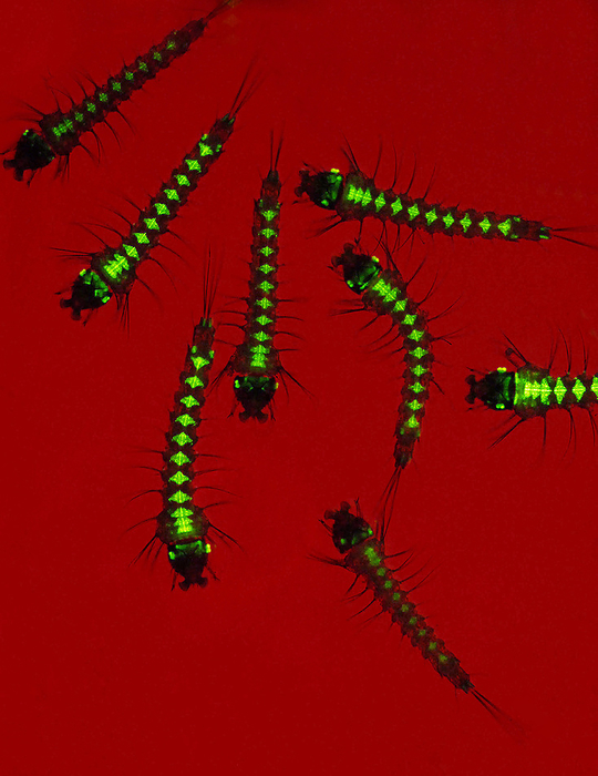 Genetically modified mosquito larvae Genetically modified mosquito larvae. Inverted microscope image of larvae of the mosquito  Anopheles stephensi , glowing green under ultraviolet light. The gene for enhanced green fluorescent protein  EGFP , has been introduced into the mosquito genome. EGFP is a version of the green fluorescent protein  GFP  from the jellyfish Aequorea victoria that had been mutated in the lab to give a brighter glow. The green glow shows that the EGFP gene has been successfully introduced. This raises hopes that a gene could be introduced that would make the mosquitoes unable to carry the Plasmodium sp. protozoa that cause malaria, which would save millions of lives.
