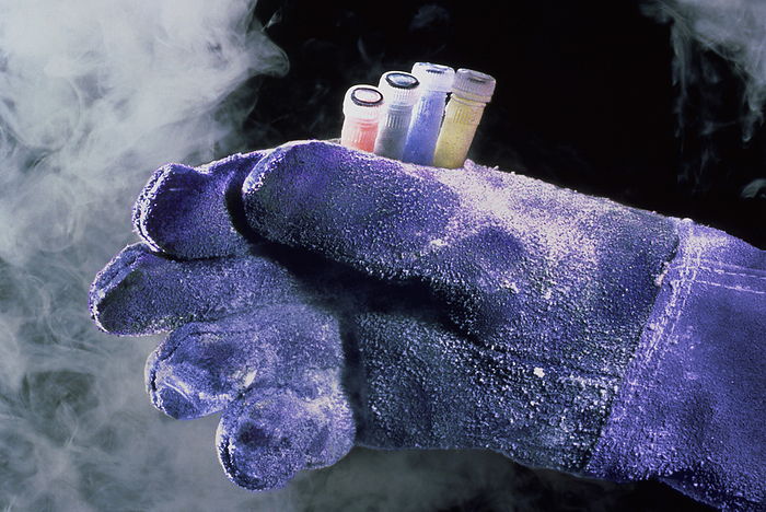 Gloved hand with sample tubes from liquid nitrogen Cold storage. A gloved hand holding sample tubes just removed from cold storage in liquid nitrogen. Living cells, such as human sperm and eggs, can be preserved indefinitely in liquid nitrogen and brought back to life when they are thawed.