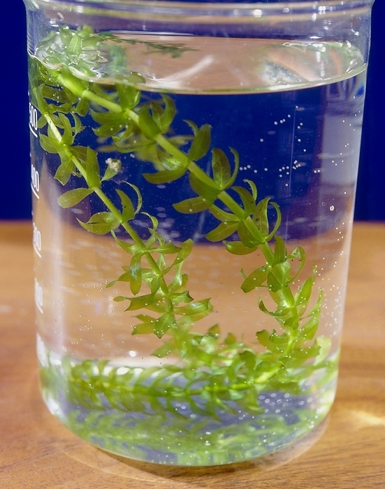 Photosynthesis in aquatic plants Photosynthesis in aquatic plants. Pond weed  Elodea sp.  in a beaker of water, being used to demonstrate photosynthesis in aquatic plants. One of the products of photosynthesis is the gas oxygen. Aquatic plants such as Elodea give off visible bubbles of oxygen as photosynthesis takes place.