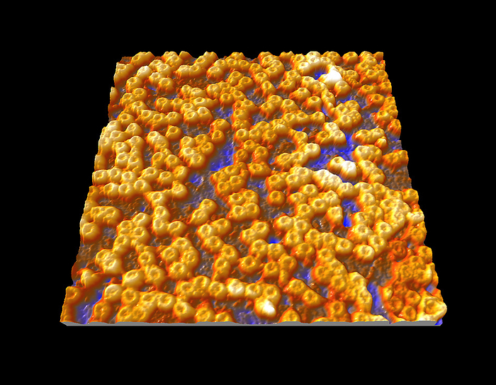 Nuclear pore complexes, AFM Nuclear pore complexes. Coloured atomic force micrograph  AFM  of the cytoplasmic surface of a nucleus showing the nuclear pore complexes  NPCs . NPCs are complexes of proteins that are embedded in the nuclear envelope. All material moving between the nucleus and the cell cytoplasm passes through these channels. They allow passive transport  diffusion  of ions and small molecules and active transport  energy dependent  of proteins and RNAs  ribonucleic acids . Magnification: x25,000 when printed at 10 centimetres wide.