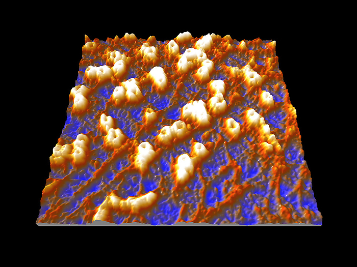 Nuclear pore complexes, AFM Nuclear pore complexes. Coloured atomic force micrograph  AFM  of the nucleoplasmic surface of a nucleus showing the nuclear pore complexes  NPCs . NPCs are complexes of proteins that are embedded in the nuclear envelope. All material moving between the nucleus and the cell cytoplasm passes through these channels. They allow passive transport  diffusion  of ions and small molecules and active transport  energy dependent  of proteins and RNAs  ribonucleic acids . Magnification: x26,000 when printed at 10 centimetres wide.