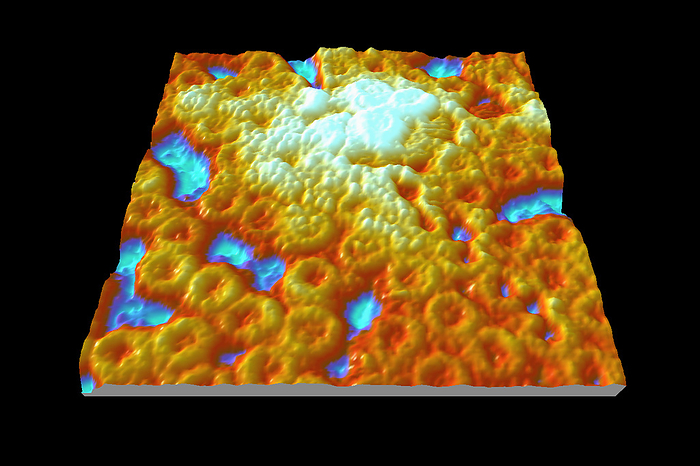 Nuclear pore complexes, AFM Nuclear pore complexes. Coloured atomic force micrograph  AFM  of the surface of a nucleus showing the nuclear pore complexes  NPCs, rings . Some of the NPCs have proteins  whte  moving through them. NPCs are complexes of proteins that are embedded in the nuclear envelope. All material moving between the nucleus and the cell cytoplasm passes through these channels. They allow passive transport  diffusion  of ions and small molecules and active transport  energy dependent  of proteins and RNAs  ribonucleic acids . Magnification: x60,000 when printed at 10 centimetres wide.