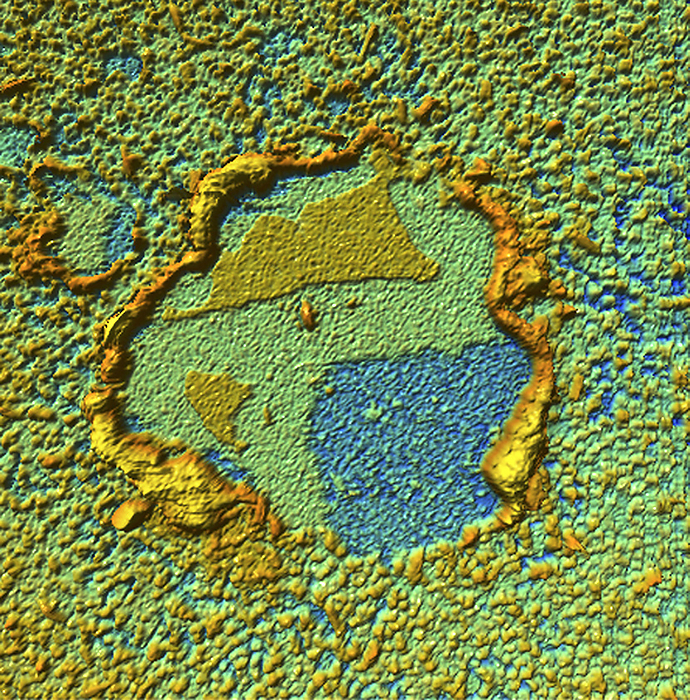 Plasma membrane proteins, AFM Plasma membrane proteins. Coloured atomic force micrograph  AFM  showing the intracellular surface of a plasma membrane. The membrane consists of a lipid bilayer with many proteins  peaks  attached to it. Some of the proteins span the whole membrane  transmembrane proteins , whilst other sit on the surface  peripheral proteins . The proteins have a number of roles. Transmembrane proteins include channels, which allow ions and molecules to passively pass through them, transporters, which use energy to carry molecules into the cell, and structural proteins. Peripheral proteins include receptors, which allow cellular recognition and enzymes, which trigger cellular biochemical processes.