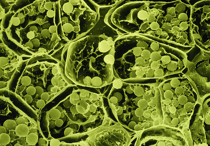 False col freeze fracture SEM of ripe avocado pear False colour freeze fracture scanning electron micrograph of a ripe avocado pear, Persea americana, showing the fat droplets contained within the tissue. It is these oily droplets that give the pear its smooth consistency. Magnification: X 128 at 35mm size. Original is bw print h110 217.