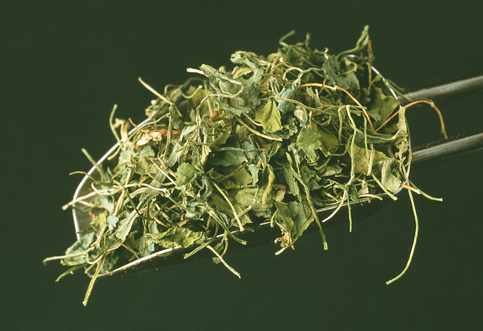 Dried fenugreek leaves Dried fenugreek leaves. Scoop of dried leaves of the fenugreek plant  Trigonella foenum graecum . Fenugreek is used as a flavouring in cooking.