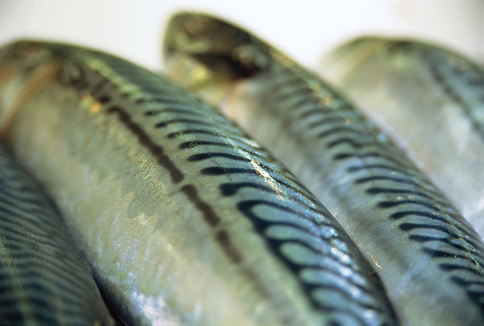 Mackerel Freshly caught mackerel  Scomber scombrus . Fresh fish is an excellent source of protein and oils.