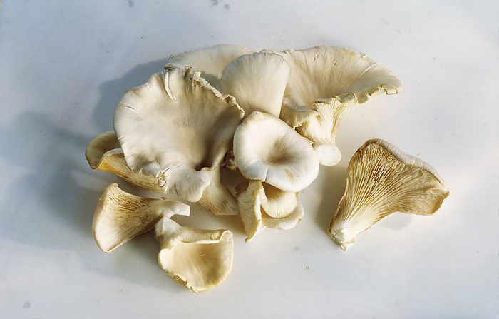 Oyster mushrooms Oyster mushrooms  Pleurotus ostreatus . These are the edible fruiting bodies of a fungus. Mushrooms are a good source of proteins, carbohydrates and minerals  including potassium, phosphate, iron and sulphur . These mushrooms also contain anti cancer chemicals.